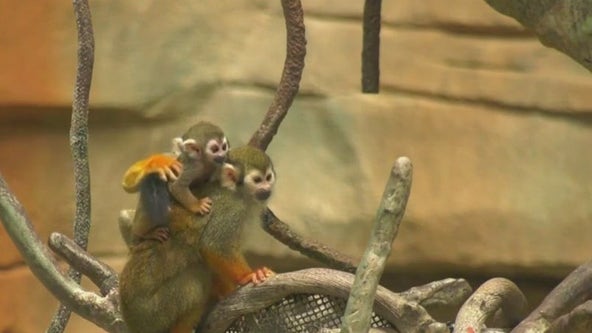 Brookfield Zoo welcomes new animals