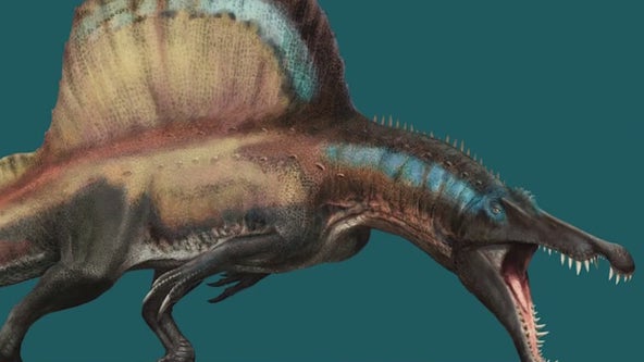 Spinosaurus exhibit debuts at Field Museum, featuring largest meat-eating dinosaur