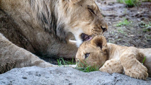 A young lion cub with health conditions makes outdoor debut at Lincoln Park Zoo