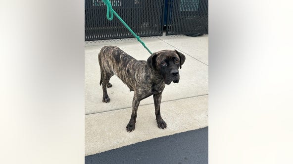 Dog found abused in Will County, investigation underway