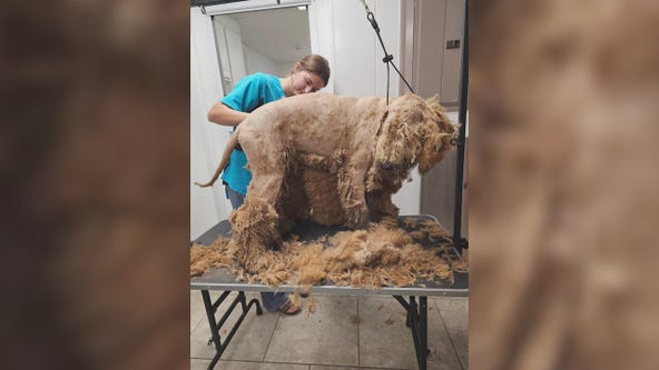 Wisconsin animal shelter has 104 Goldendoodles just about ready to be adopted