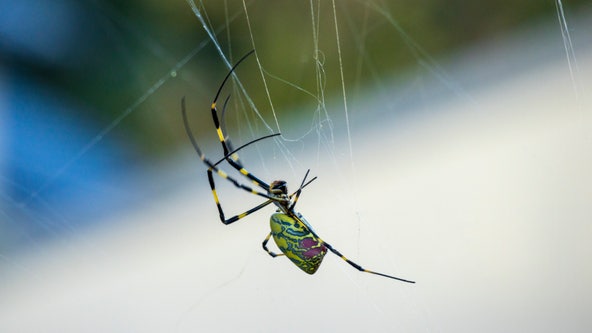 Joro spiders known for giant webs poised to invade more US cities, study warns