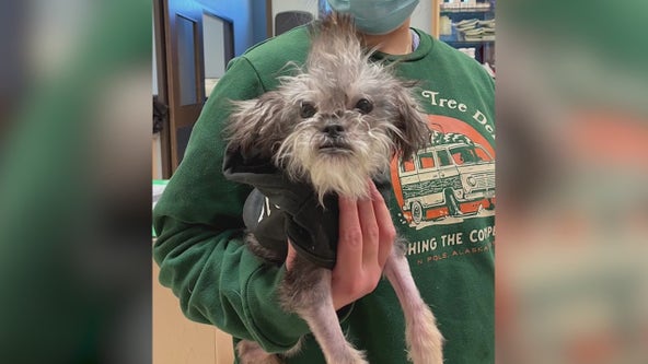 Parvovirus-stricken puppy now flourishing thanks to PAWS Chicago