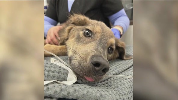 'Look who's standing!': Emaciated dog at Chicago animal rescue holding strong in recovery