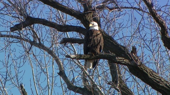 Eagle population soars in Will County amid conservation efforts
