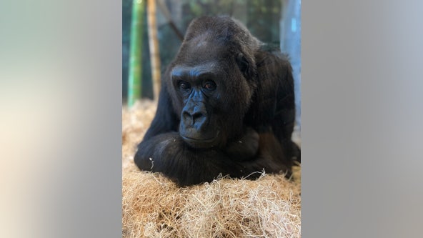 Beloved gorilla at Lincoln Park Zoo euthanized due to health complications