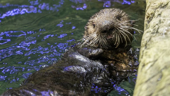 Shedd Aquarium names rescued otter pup found in Alaska