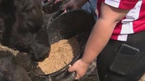 From brew to moo: Chicago brewers partner with school for sustainable cattle feeding