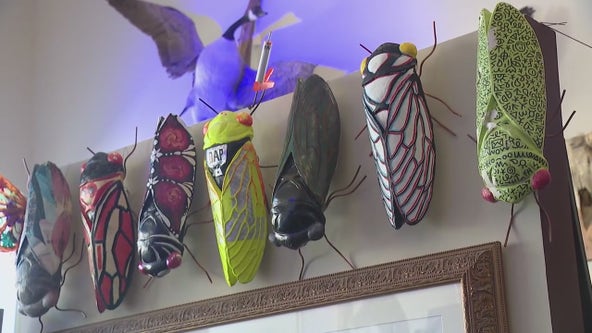 Cicada Parade-A: Sculptures swarm Chicago-area as artistic tribute to emergent insects