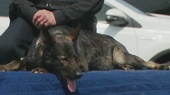 K9 Dax retires after 9 years at Lake County Sheriff’s Department: 'Your official request to retire is granted'