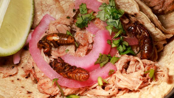 Can you really eat cicadas? Try these delicious recipes to find out