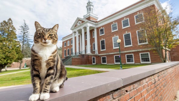 Vermont State's Max the Cat gets honorary 'doctor of litter-ature' degree