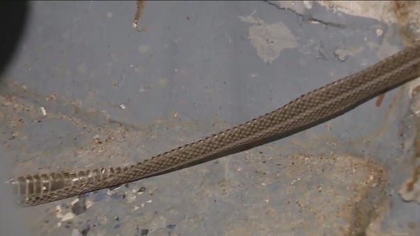 Suburban family's home overrun by garter snakes despite attempts to keep them out