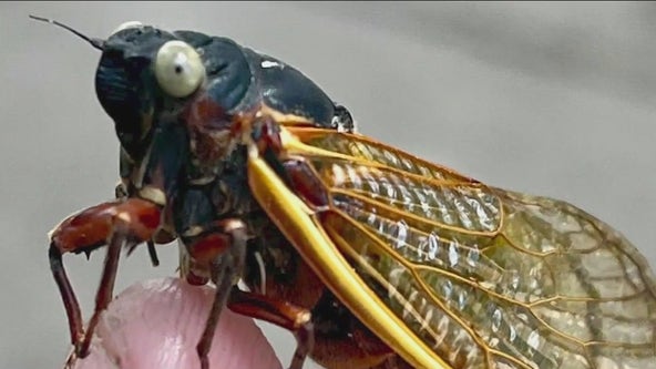 Field Museum adds rare blue-eyed cicada found by local family to its collection