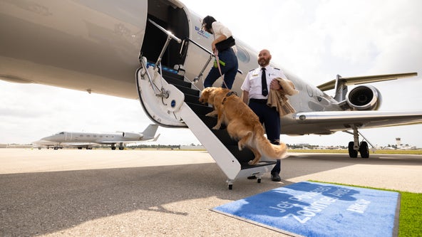 New luxury airline for dogs faces lawsuit shortly after its first flight
