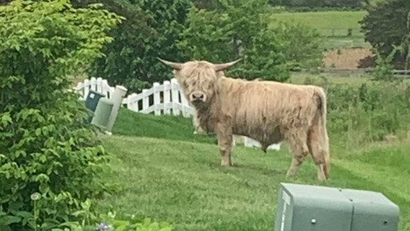 Stray cow on the moove in Mundelein