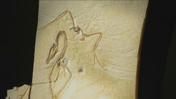 Archaeopteryx is one of Field Museum’s greatest-ever acquisitions