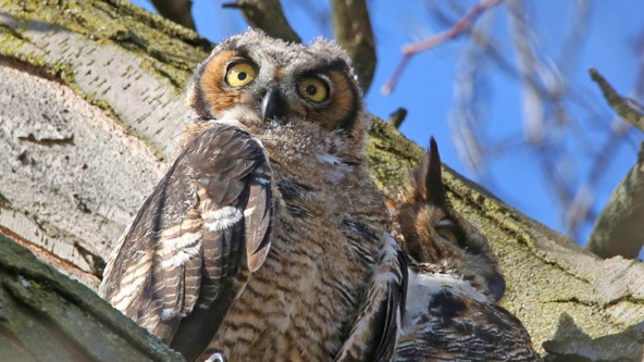Great horned owl family in Lincoln Park dies of suspected rat poison