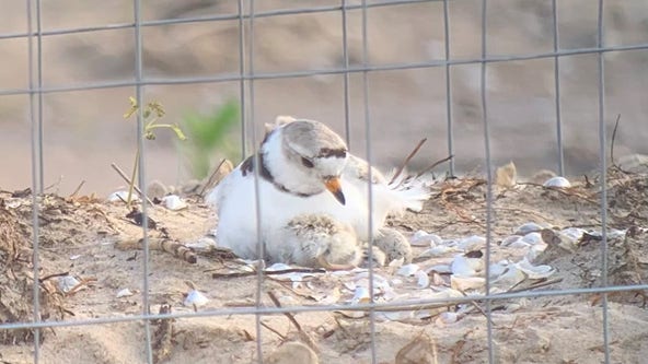 Piping Plover chick hatches at Montrose Beach Dunes