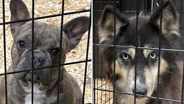 South Elgin shelter aids in rescue of 250 dogs rescued from Oklahoma puppy mills