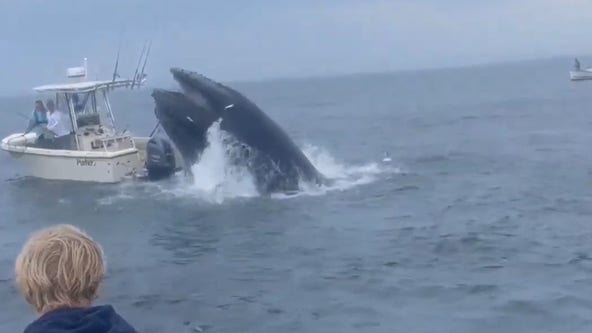 Watch: Whale slams into boat off New Hampshire coast, sending men into ocean