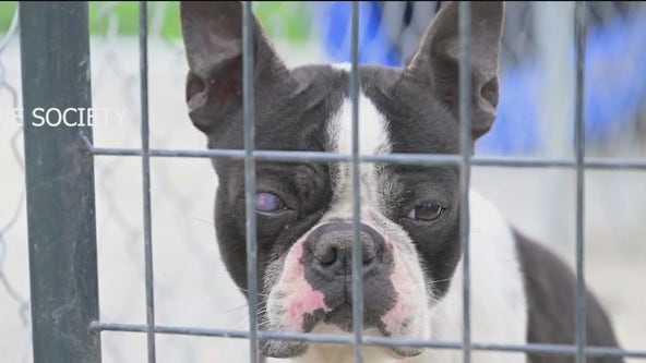 Dogs arrive in Chicago after being rescued from 'deplorable conditions' at Oklahoma puppy mill