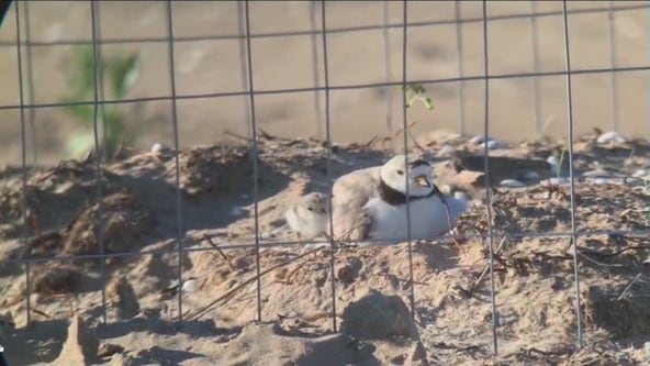 Piping plovers return to Montrose Beach with 4 new chicks