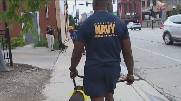 Sailors walk shelter dogs as PAWS Chicago joins Navy Week festivities