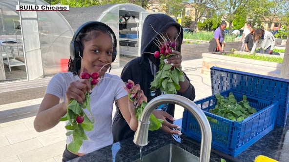 Chicago youth learning to grow food and give back through urban farming