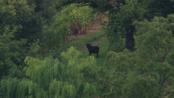 Loose bull in McHenry County safely captured