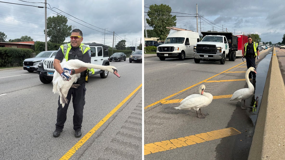 Birds of a feather block traffic together in Highland Park