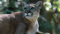 Officials: Florida panther struck and killed by vehicle in Collier County