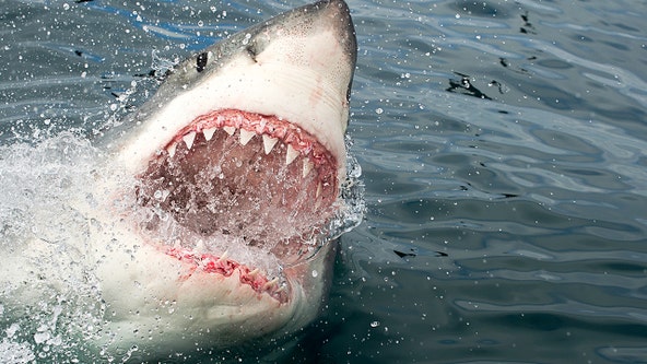 13-foot, 1,400-pound great white shark pings off coast after summer in Florida