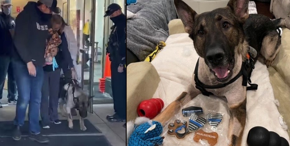 K-9 shot during police chase gets hero's salute as he leaves hospital