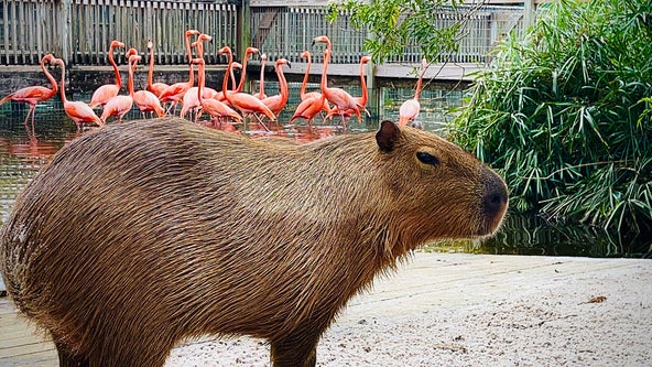 Gatorland guests get up close with new Capybara Encounter