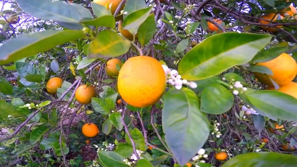Florida's citrus forecast takes another hit
