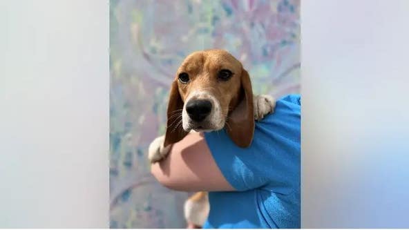 15 beagles rescued from Virginia breeding facility brought to Orlando