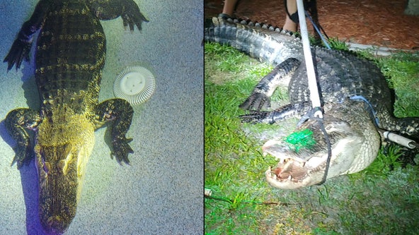 WATCH: 11-foot, 550-pound alligator found in Florida family's pool
