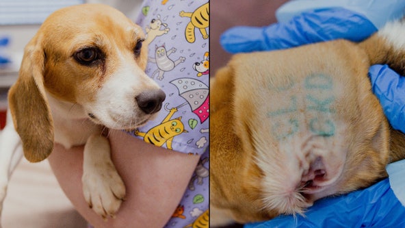 Beagles rescued from Virginia lab given names for first time at Orlando shelter