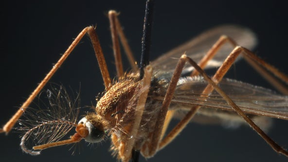 West Nile virus: Central Florida sees human case of mosquito-borne disease