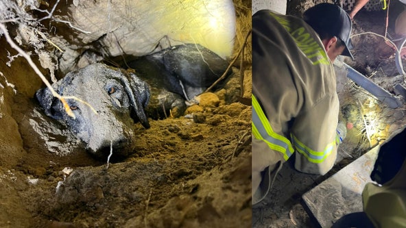 Central Florida firefighters rescue dog trapped underground for several hours