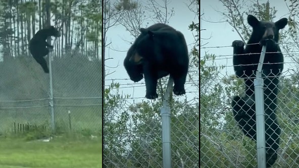 Video: Bear climbs barbed wire fence at Florida Air Force base