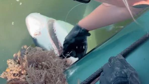 VIDEO: Florida deputies rescue 6-foot shark caught in crab trap