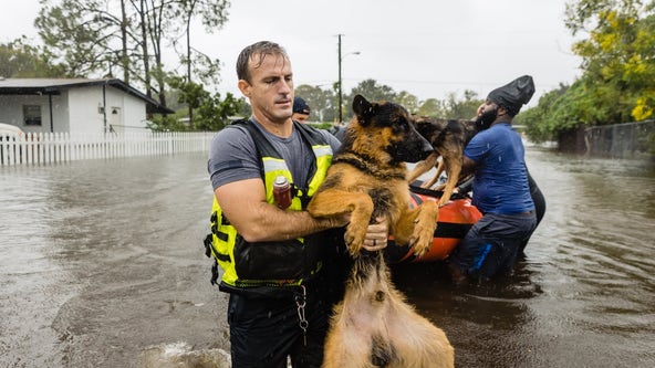 'Pets are family. Period':  Photos show Florida animals rescued from floodwaters during Hurricane Ian