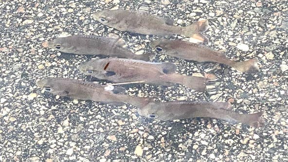 Tracking Ian: Fish seen swimming along Titusville driveway