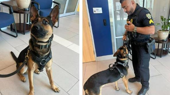 Meet Grogu! Orlando Police Department welcomes newest K-9 to the force