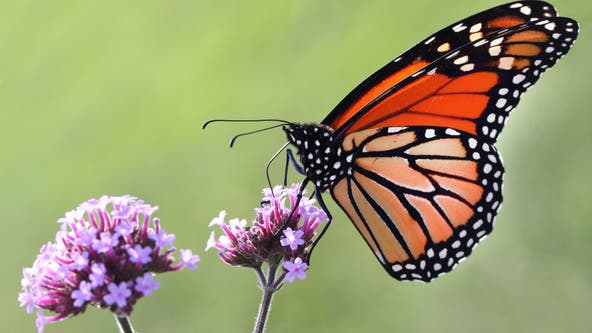 Initial Thanksgiving western monarch butterfly count shows promise with highest total in 20 years