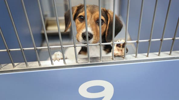 Orange County shelter drops adoption fee to $5 for 'Empty the Shelters' event
