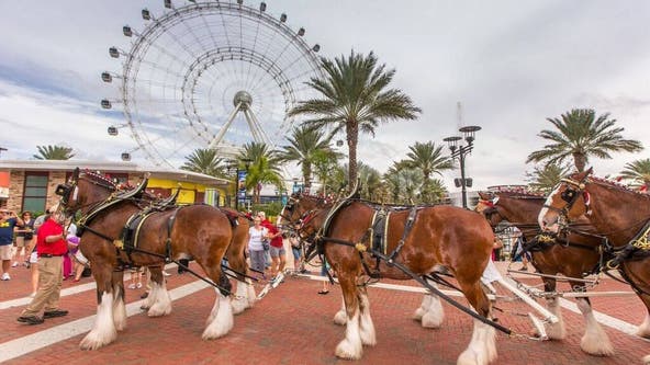 Budweiser Clydesdales to make stop in Central Florida this month: How to meet them