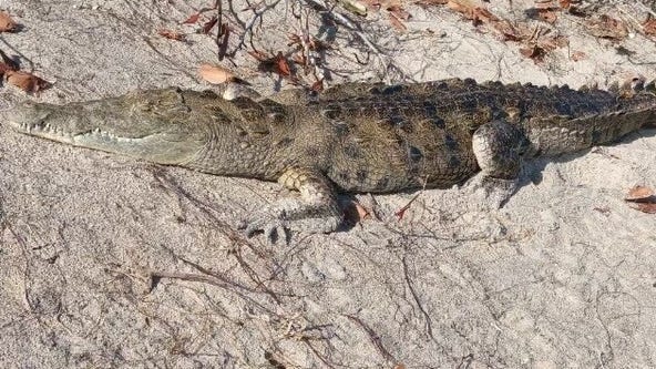 American crocodile found much farther north than usual in rare sighting at Florida beach